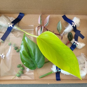Mystery Plant Cuttings Box - Rooted / Unrooted - Propagation - Plant Gift