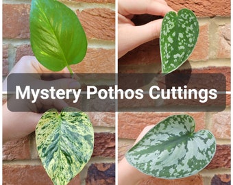 RARE Pothos mystery cutting box - Propagation - Plant Gift - Rooted / Unrooted
