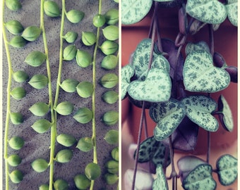 String set - String of Pearls - Senecio rowleyanus - String of Hearts - Ceropegia woodii - Unrooted Cuttings - Propagation - Plant Gift