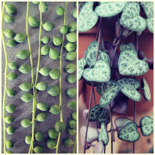 String set - String of Pearls - Senecio rowleyanus - String of Hearts - Ceropegia woodii - Unrooted Cuttings - Propagation - Plant Gift