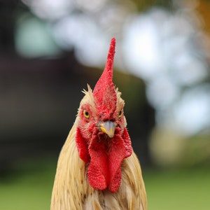 Chicken Breed Spreadsheet