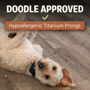 May include: A light brown Doodle dog lying on a wooden floor, wearing a black collar. The image includes the text "DOODLE APPROVED" above an orange banner that reads "Hypoallergenic Titanium Prongs". A green checkmark is also present.