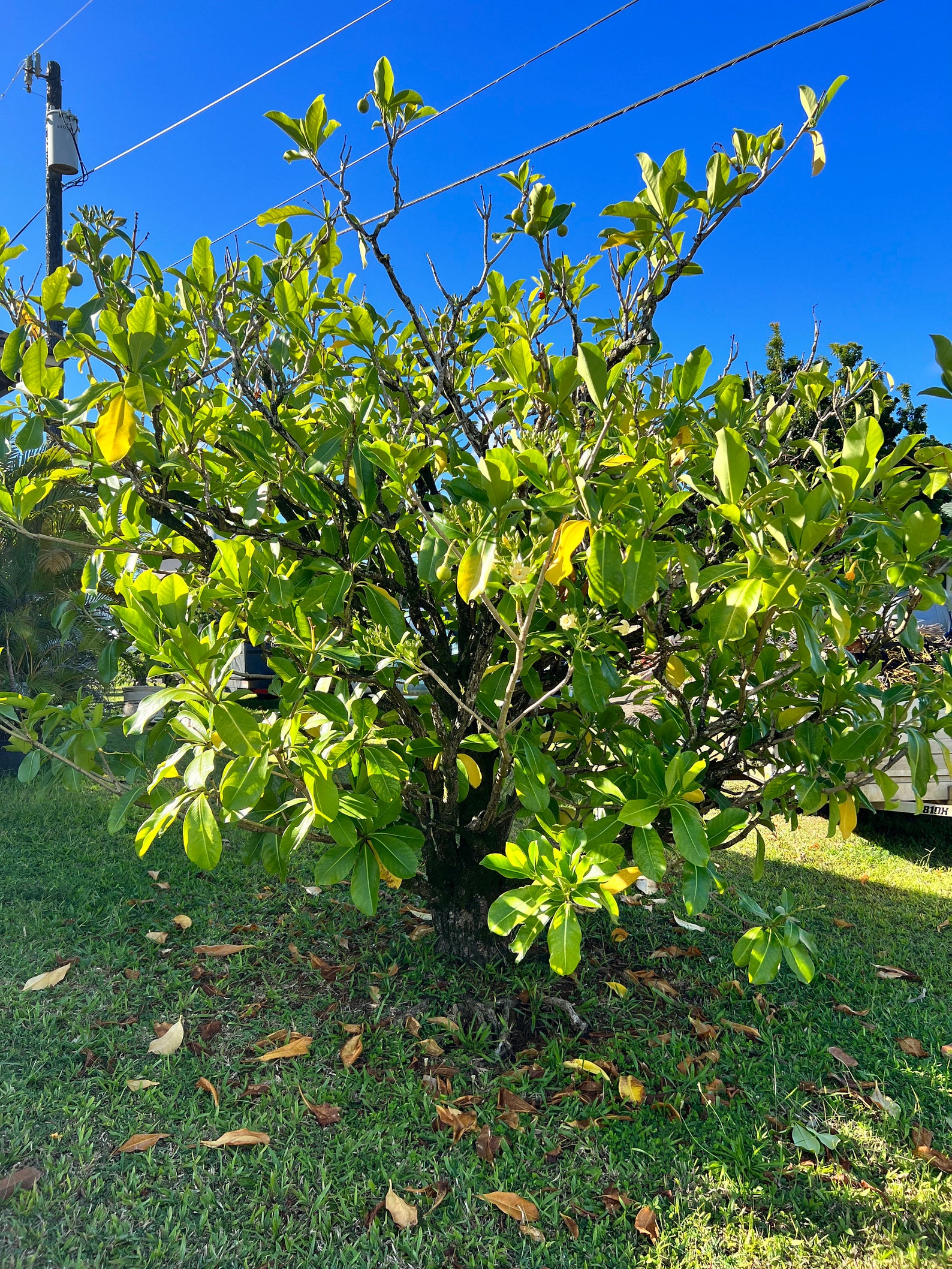 Hawaiian Puakenikeni 1 Gallon Size Etsy
