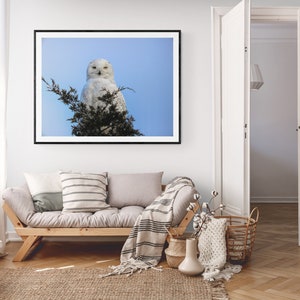 SNOWY WHITE OWL, printable wall art you may print from home, spruce up your wall decor with this majestic bird of prey, print for framing