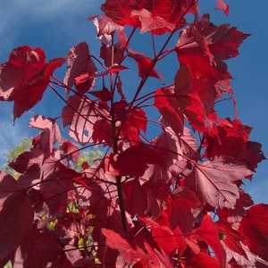 May include: A tree branch with striking red leaves set against a clear blue sky. The leaves' details are visible, highlighting their textures. The image captures the essence of autumn, with the leaves in sharp focus.