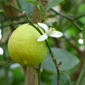 Puede incluir: Primer plano de un limón en una rama de árbol. El limón es de color verde pálido y tiene una superficie texturizada. Una flor blanca con estambres amarillos está junto al limón. El fondo es follaje verde borroso.