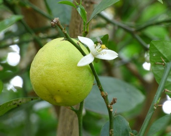 Lima Real / Agria - Citrus aurantiifolia - 10 Semillas Frescas