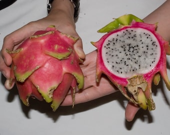 Fruit du dragon - Pitahaya - Blanc - Hylocereus Undatus - 20+ graines fraîches