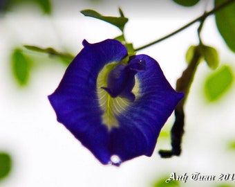 Rara Clitoria Ternatea - Blue Butterfly Pea - Oltre 20 semi freschi