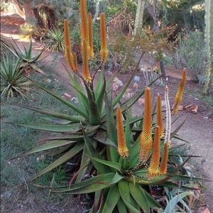 wo kann ich aloe vera kaufen Aloe Vera Alfonso  Aloe-Vera-Pflanze in Grtnerqualitt kaufen
