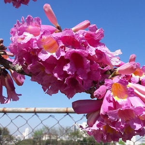 Pink Trumpet Tree - Red Lapacho - Handroanthus Impetiginosus - 10 Fresh Seeds
