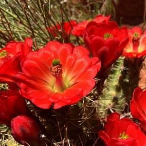Puede incluir: Primer plano de vibrantes flores de cactus rojas en plena floración. Las flores tienen un centro amarillo brillante y están rodeadas de follaje verde y un cactus espinoso. La imagen captura la belleza de la flora del desierto.