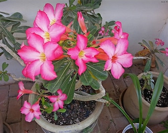 デザートローズ - アデニウム・オベスム - カラーミックス - 新鮮な種子 10 個