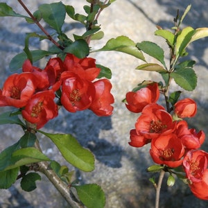Japanese Quince - Chaenomeles japonica - 20+ Fresh Seeds