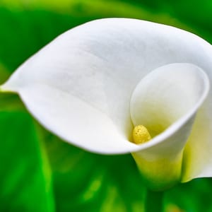 White Calla Lily - Zantedeschia Aethiopica - 10 Fresh Seeds