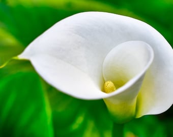 White Calla Lily - Zantedeschia Aethiopica - 10 semi freschi
