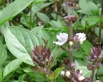 Basilic indien sacré - 100 graines fraîches - Basilic Tulsi - Ocimum Tenuiflorum