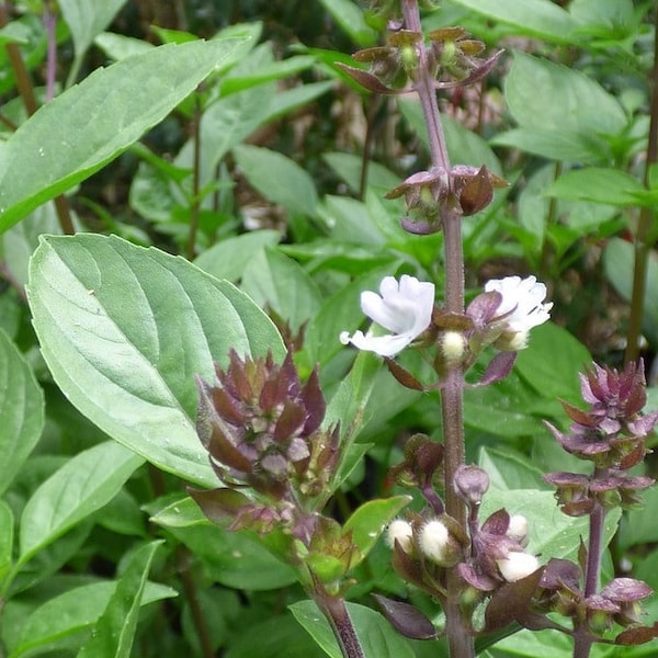 Heiliges indisches Basilikum - 100 Frische Samen - Tulsi Basilikum - Ocimum Tenuiflorum