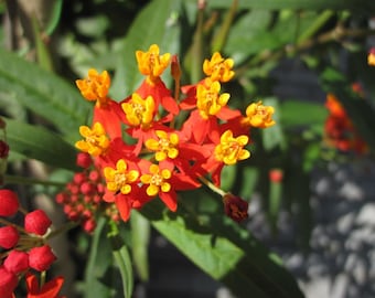Planta de seda india - Asclepias Curassavica - 20+ Semillas Frescas
