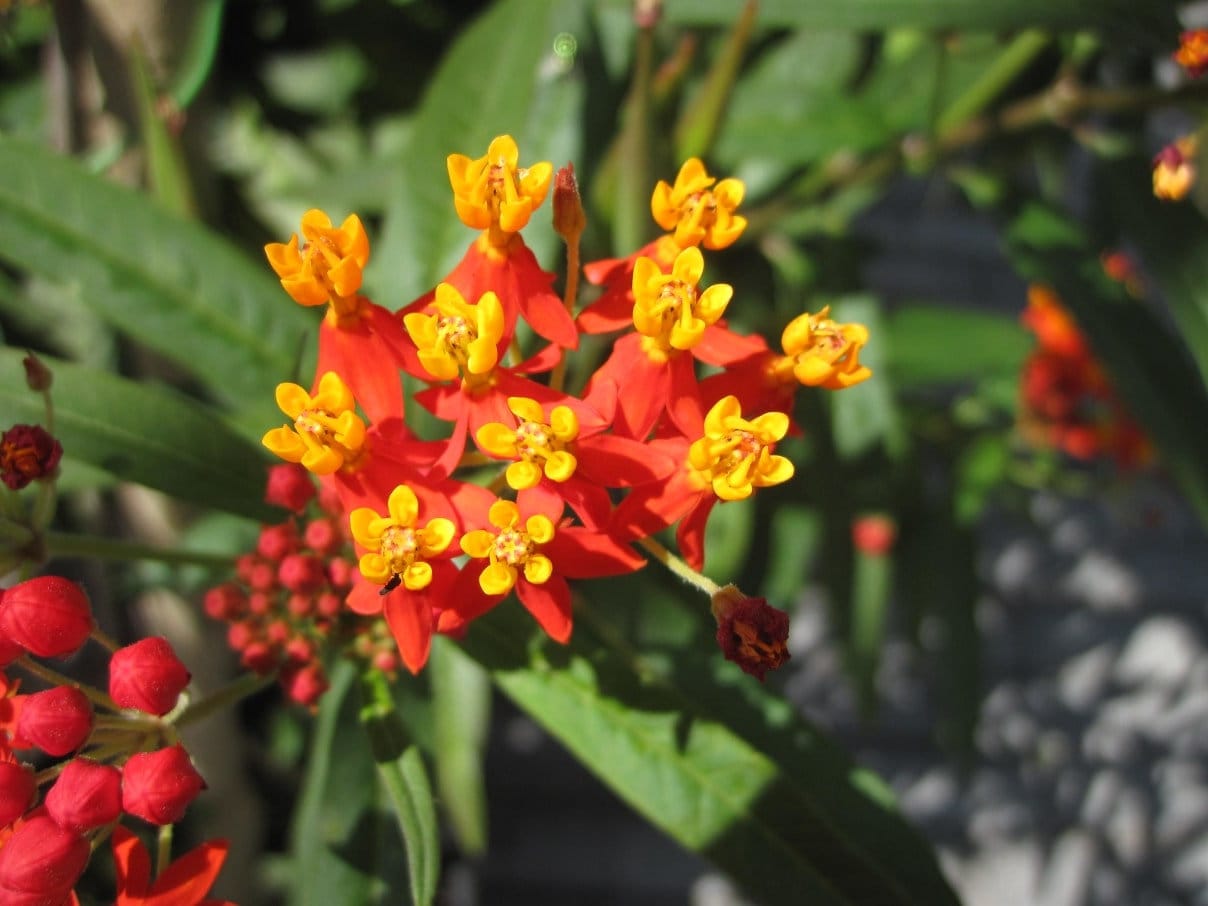 Milkweed live plants - Etsy 日本