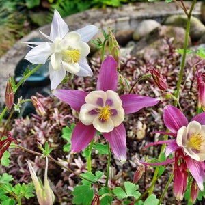 Akelei - wunderschöner Farbenmix - Aquilegia Vulgaris - 100+ Frische Samen