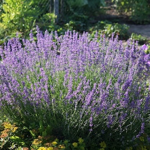 Lavendel - Lavandula officinalis - 200 Frische Samen