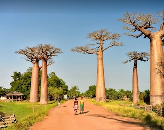 Árbol Baobab / Baobab - Adansonia digitata - 5 Semillas Frescas - Raras!!!