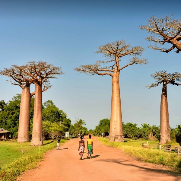 Baobab / Baobab - Adansonia digitata - 5 graines fraîches - Rare !!!