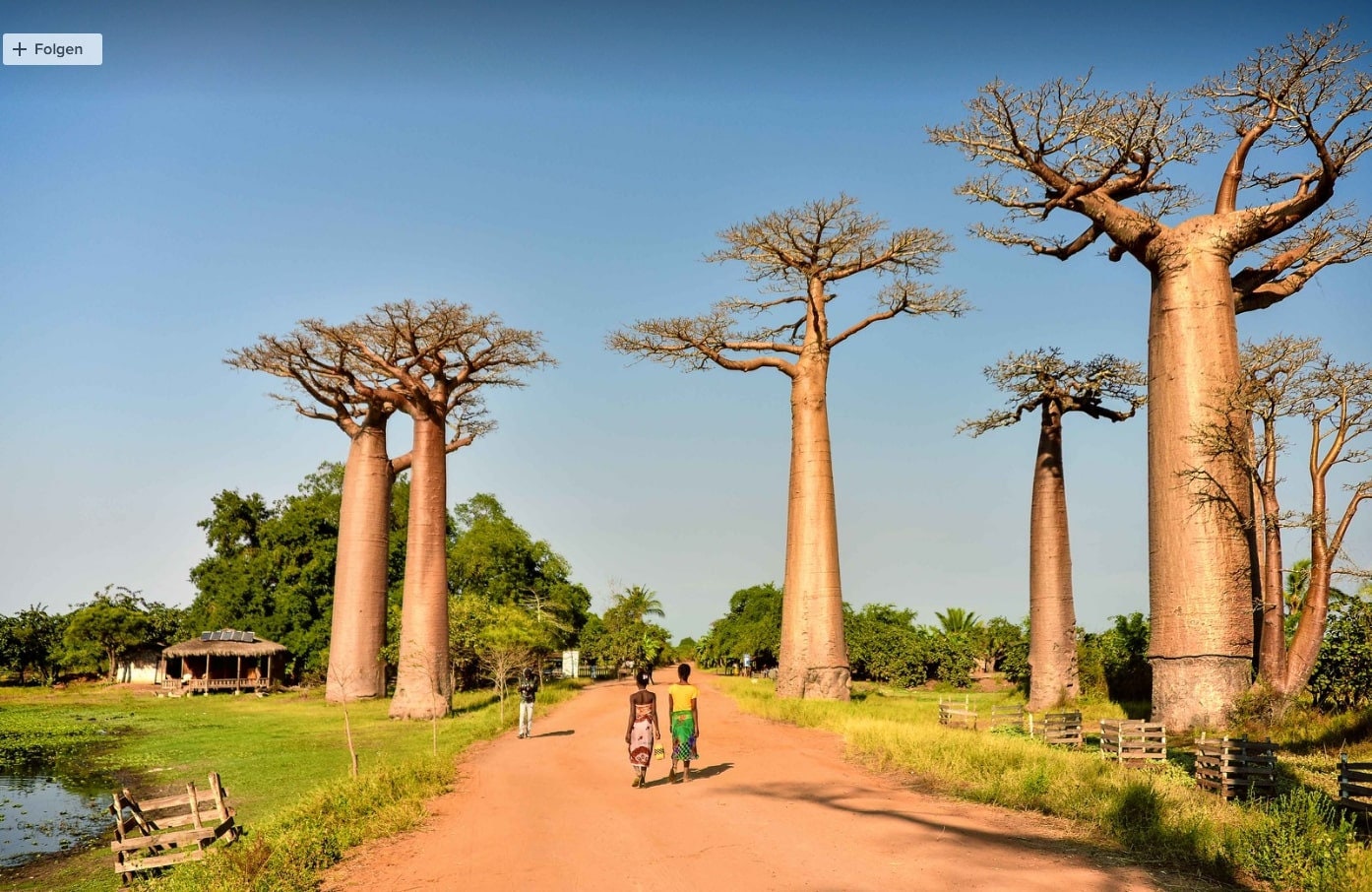 バオバブ　Adansonia digitata Baobab Tree - Adansonia Digitata - 5 Fresh Seeds - Rare!!! - Etsy