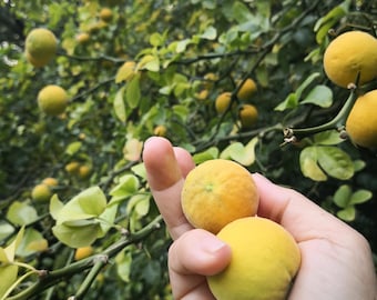 Naranja amarga, limón de tres hojas - Poncirus trifoliata - 10 semillas frescas - Resistente