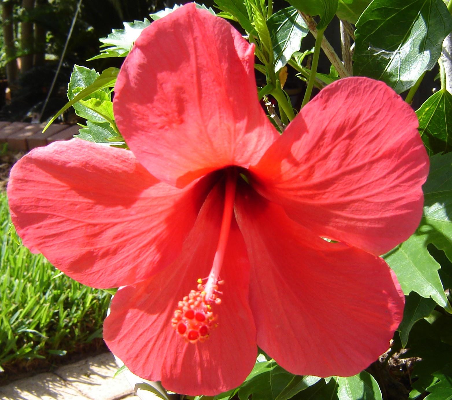 Blue hibiscus seeds - Etsy 日本