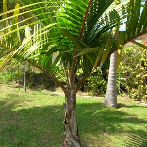 Puede incluir: Primer plano de una palmera con hojas verdes y tronco marrón. El árbol está en una zona de césped con sombras. Las hojas son de un verde vibrante con bordes amarillos.