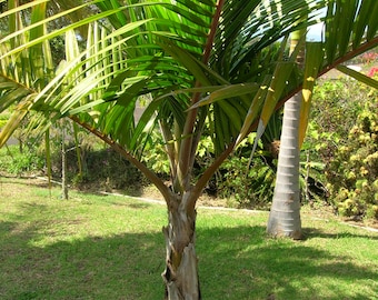 Hurricane Palm - Dictyosperma Album - 10 verse zaden