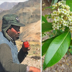 Puede incluir: Una persona bebiendo de una calabaza roja con una pajita de metal, con un gorro verde y un suéter azul, con un telón de fondo montañoso. Junto a ella, un primer plano de una planta con hojas verdes y pequeñas flores blancas.
