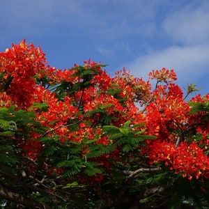 Flame Tree - Delonix Regia - 5 Fresh Seeds
