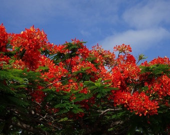 Flame Tree - Delonix Regia - 5 verse zaden