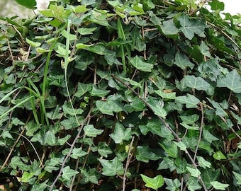 Common Ivy - 20 Fresh Seeds - Hedera Helix