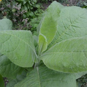 fresh tobacco leaf Tobacco Leaves Fresh