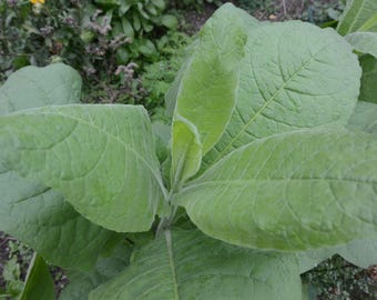 Virginia Tobacco - Nicotiana tabacum - 30+ Fresh Seeds