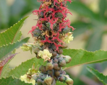 Wonderboom - Ricinus Communis - 10 verse zaden