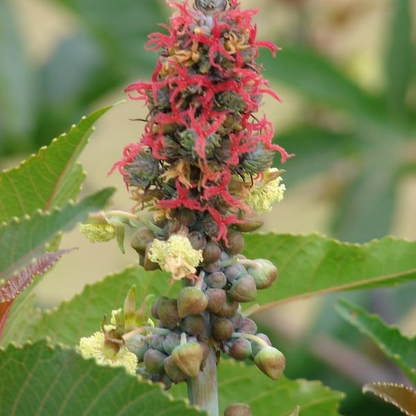 Wunderbaum - Ricinus Communis - 10 Frische Samen