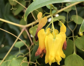 Kletternde Herzblumen - Dactylicapnos Scandens Yellow - 10 Frische Samen