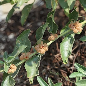 Sleepberry ou Ashwagandha - Withania Somnifera - 30 graines fraîches