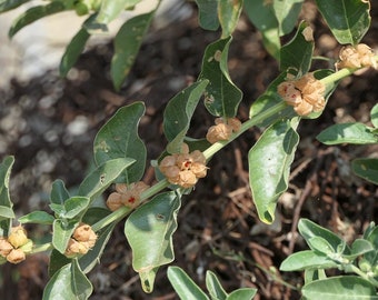 Sleepberry or Ashwagandha - Withania Somnifera - 30 Fresh Seeds