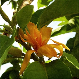 Joy Perfume Tree Seeds - Magnolia champaca - 10 Fresh Seeds