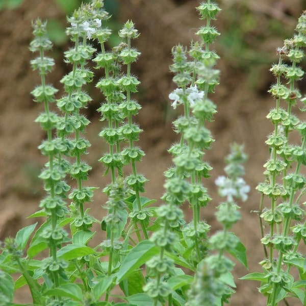 Lemon Basil - Ocimum Basilicum - 100 Fresh Seeds