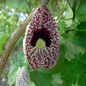 Ghost Plant / Calico Flower - 10 Fresh Seeds - Aristolochia Elegans