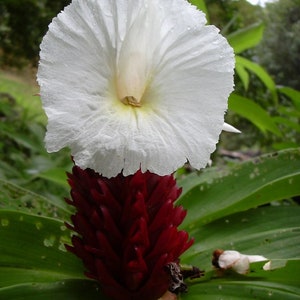 Wunderschöner Krepp Ingwer - 20+ Frische Samen - Costus Speciosus