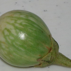 Könnte beinhalten: Eine frische, grün und weiß gestreifte Aubergine mit einem kleinen grünen Stiel. Die Aubergine hat eine glatte, glänzende Oberfläche und ist oval geformt. Das Gemüse hat eine leuchtend grüne Farbe mit weißen Streifen.