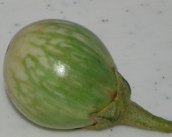 Thaise Aubergine - Solanum virginianum - 30+ verse zaden